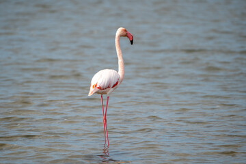 27.09.2024: Flamingos in den Seen des  Regionaler Naturpark Camargue, Provence-Alpes-Côte d’Azur, Frankreich