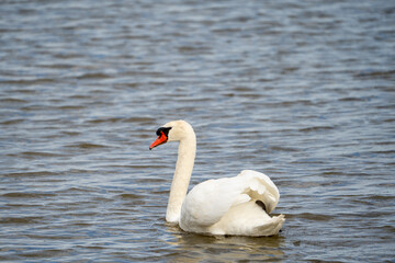 27.09.2024: Schwan in den Seen des  Regionaler Naturpark Camargue, Provence-Alpes-Côte d’Azur, Frankreich
