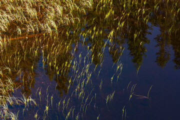 Grass by the Veltfiskelausen Lake of the Totenåsen Hills in fall.