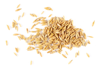 Pile unpeeled oat grains isolated on white, top view