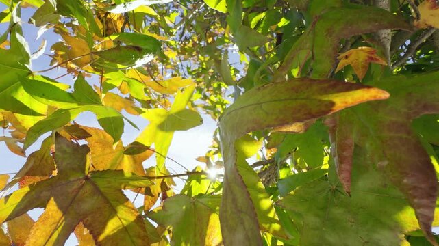 Uma &aacute;rvore alta com folhas douradas, laranjas e vermelhas balan&ccedil;a suavemente ao vento contra um c&eacute;u azul claro de outono. As folhas est&atilde;o ligeiramente desfocadas, transmitindo a sensa&ccedil;&atilde;o de movimento 