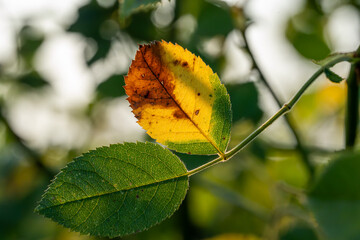 05.09.2024: Vorboten des Herbstes, die ersten Blätter verlieren ihr Grün.Eschweiler, Kreis Aachen, NRW, Deutschland