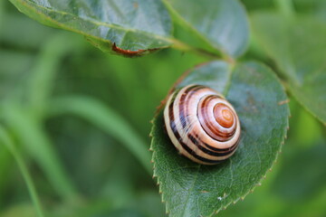 snail on a leaf
