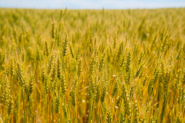 Wheat Field. Ears of wheat close up