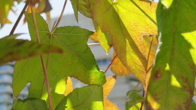 Uma &aacute;rvore alta com folhas douradas, laranjas e vermelhas balan&ccedil;a suavemente ao vento contra um c&eacute;u azul claro de outono. As folhas est&atilde;o ligeiramente desfocadas, transmitindo a sensa&ccedil;&atilde;o de movimento 