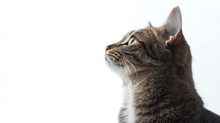 Cat isolated on white background composition