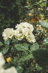 White roses covered with raindrops in a lush green garden. The wet leaves and delicate petals create a fresh and serene atmosphere, highlighting the natural beauty of the flowers after the rain