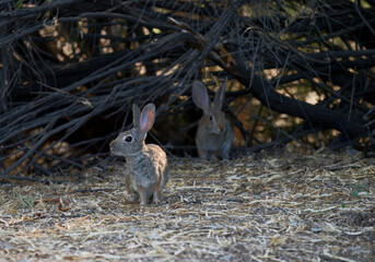 A damaged brick wall and cracked columns frame a home's entrance after an impact. Debris scatters across the yard, telling the story of an unfortunate event that has left its mark on the property.