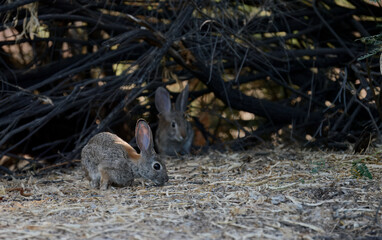 A damaged brick wall and cracked columns frame a home's entrance after an impact. Debris scatters across the yard, telling the story of an unfortunate event that has left its mark on the property.