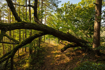 forest near Bad Blankenburg in Thuringia
