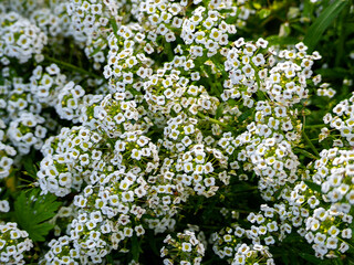 Floral background with small alyssum flowers. Fragrant white alyssum flowers close up.