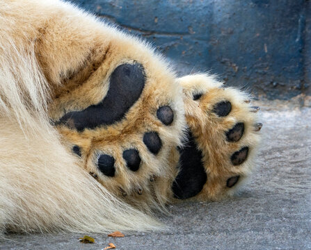 Large furry front paws of a polar bear. The soles of the animal's feet close-up. The polar bear is sleeping, its paws are on the ground.