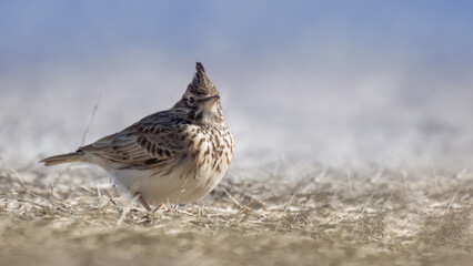 Crested lark - Galerida cristata