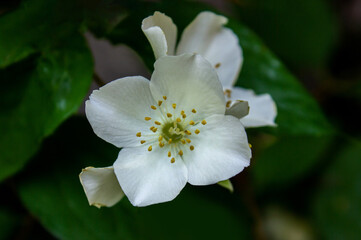 Blooming Jasmine Bush with white flowers close-up on blurry background. Branch of blooming and...