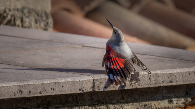 Wallcreeper - Tichodroma muraria