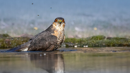 Eurasian sparrowhawk - Accipiter nisus