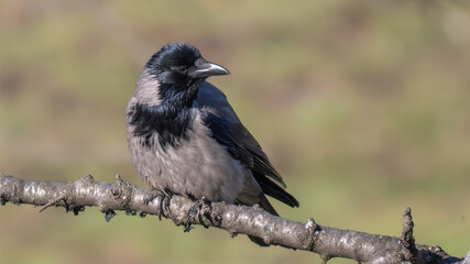 Hooded vrow - Corvus cornix