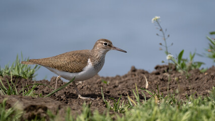 Common sandpiper - Actitis hypoleucos