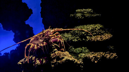Close up image of Spiny lobsters underwater also known as langustas. Dark background
