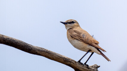 Fototapeta premium Isabelline wheatear- Oenanthe isabellina