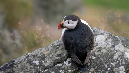 Atlantic Puffin - Fratercula arctica