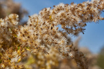 Dry plants on the background the blue sky. Canadian goldenrod (lat. Solidago canadensis) is a perennial herb; a species of the genus Goldenrod of the family Asteraceae, or Compositae (Asteraceae).