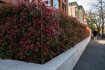 Obraz premium Image of a street in the city fence loaded with bushes with red leaves.