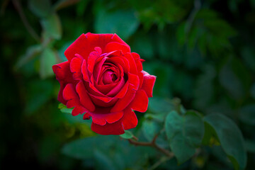 A red rose flower in the garden. A garden rose blooming in summer. Tea-hybrid rose.