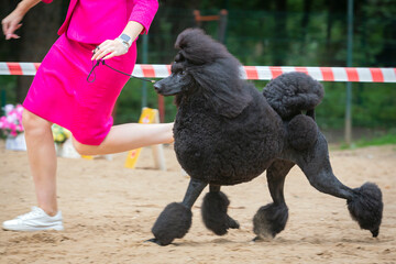 Handler shows a dog breed  poodle a dog show. A beautiful poodle  dog posing at a dog show.