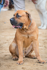 African boerboel, a large breed of dog,