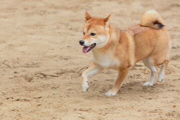 A Shiba Inu dog plays on a sandy field