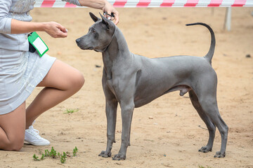 Handler shows a dog breed  Thai Ridgeback a dog show. A beautiful Thai Ridgeback  dog posing at a dog show.