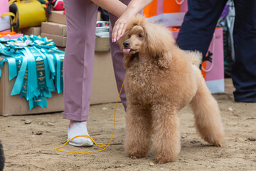 Handler shows a dog breed  poodle a dog show. A beautiful poodle  dog posing at a dog show.