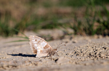 Hermit butterfly on the gorund. Chazara briseis.