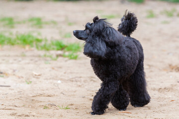 Portrait of a beautiful royal poodle on a walk in the park. Close-up.