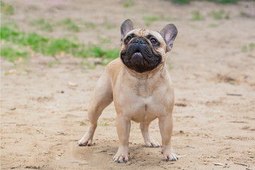 Obraz premium French bulldog dog standing in a field on a bright summer day