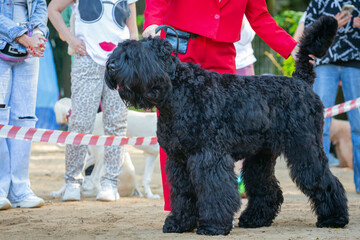 A handler demonstrates a The Black Russian Terrier dog at a dog show.