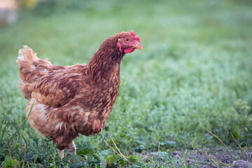 Chickens on the farm, the concept of poultry.  A funny bird on a bio farm. Free-range poultry. Breeding chickens. A walk in the yard. Agricultural industry