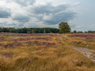 Dutch landscape. Country road in a field with blooming heather, leading to a forest.
