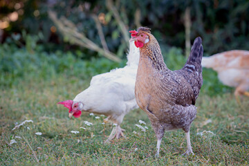 Chickens on the farm, the concept of poultry.  A funny bird on a bio farm. Free-range poultry. Breeding chickens. A walk in the yard. Agricultural industry