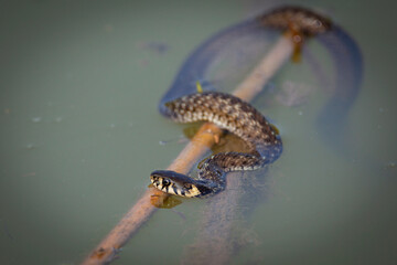 The grass snake hunts for food on the river in summer