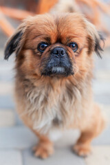Cute and funny red light pekingese dog in park joyful. Best human friend. Pretty mature dog in garden around sunlight