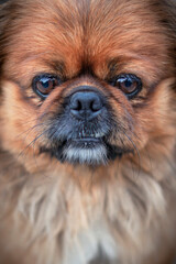 Cute and funny red light pekingese dog in park joyful. Best human friend. Pretty mature dog in garden around sunlight