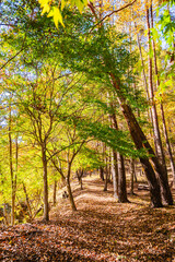 Obraz premium 秋の霊泉寺温泉近くの遊歩道