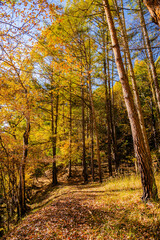 Fototapeta premium 秋の霊泉寺温泉へ向かう途中の遊歩道