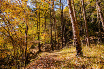 秋の霊泉寺温泉へ向かう途中の遊歩道
