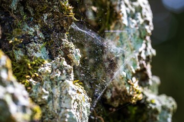 Spiderweb on the tree