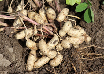 Freshly dug peanut bush with fruits