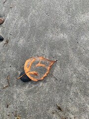 leaf on the beach