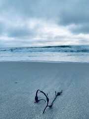 Seaweed from the storm 